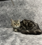 Cute Cat1