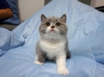 Cute Cat1