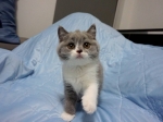 Cute Cat10