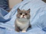 Cute Cat10