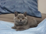 Cute Cat9