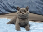 Cute Cat10