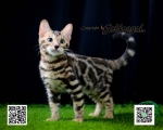 Cute Cat9