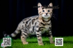 Cute Cat9