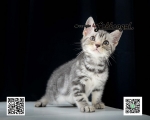 Cute Cat8