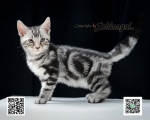 Cute Cat8