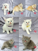 Cute Cat7