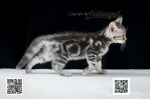 Cute Cat6