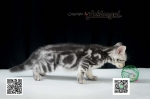Cute Cat5