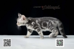 Cute Cat6
