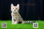 Cute Cat4