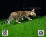 Cute Cat5