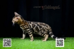 Cute Cat1