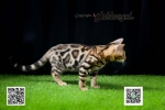 Cute Cat1