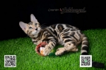 Cute Cat10