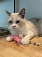 Cute Cat6