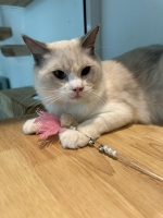Cute Cat7