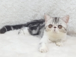 Cute Cat5