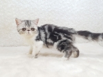 Cute Cat6