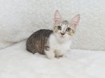 Cute Cat5