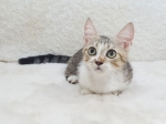 Cute Cat4