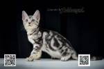 Cute Cat4