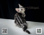 Cute Cat3