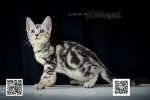 Cute Cat2