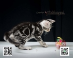 Cute Cat2