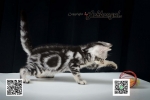 Cute Cat1