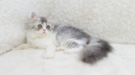 Cute Cat9