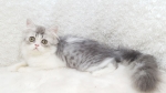 Cute Cat8