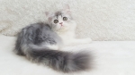 Cute Cat9