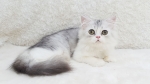 Cute Cat7