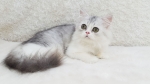 Cute Cat8
