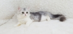 Cute Cat8