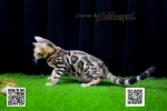 Cute Cat6