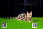 Cute Cat7