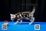 Cute Cat5