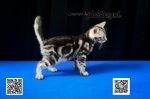 Cute Cat6