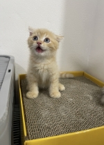 Cute Cat4