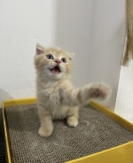 Cute Cat5