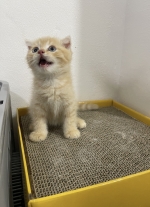 Cute Cat5