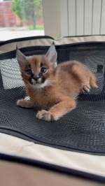 Cute Cat4