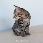 Cute Cat6