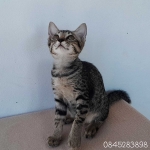 Cute Cat6