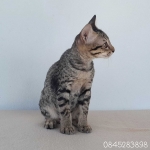 Cute Cat5