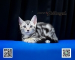 Cute Cat3