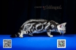 Cute Cat2