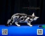 Cute Cat3